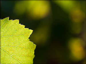 Vendanges