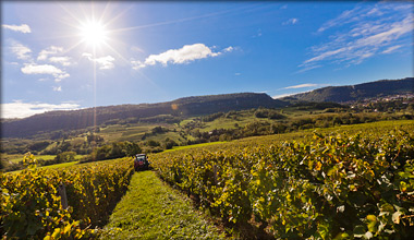 Photo des vignes