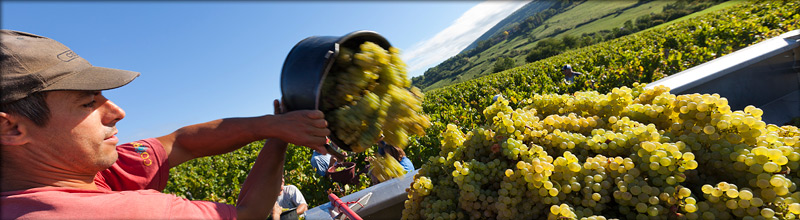 Vendanges